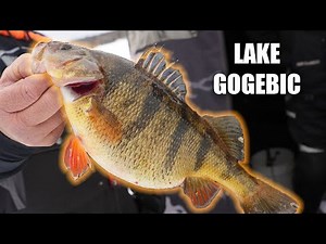 Perch Fishing on Lake Gogebic (2+ pound JUMBOS)
