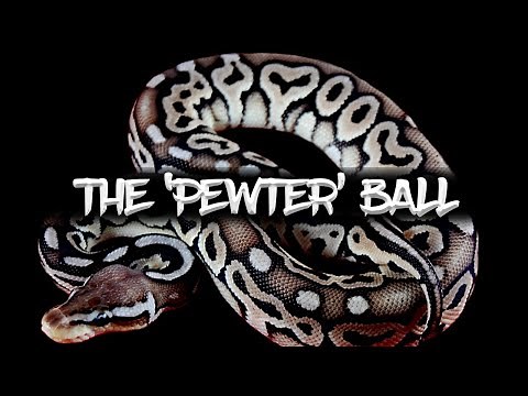 The 'Pewter' Ball Python