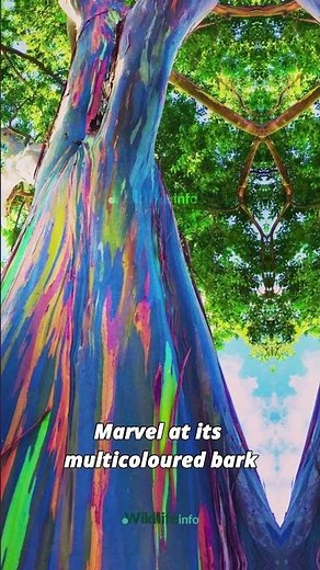 Nature's Color Palette: Exploring the Vibrant Beauty of the Rainbow Eucalyptus Tree! 🌈 #wildlifeinfo
