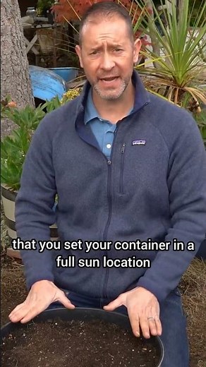 How To Plant Daffodils (Best Fall Daffodil Planting Tips)