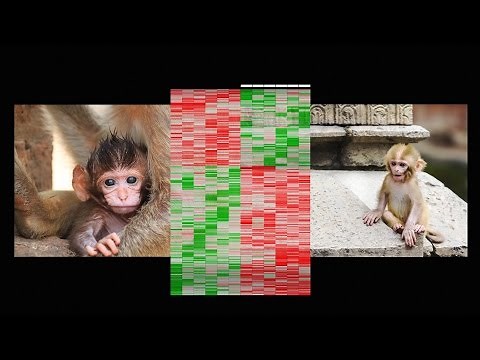 How early life experience is written into DNA | Moshe Szyf
