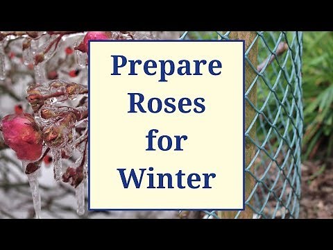 Prepare Roses for Winter