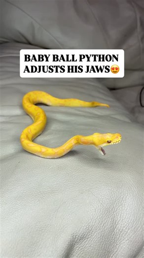 BALLS OF FURY on Instagram: "Baby Ball Python Adjusts His Jaws😍🐍🔥"