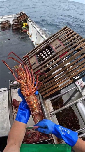 Good Crays 🦞 #crayfish #fishing #lobster