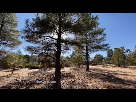 Wind Through Pine Trees | 3 Hours | 4k Video | Soothing Sounds for Sleep