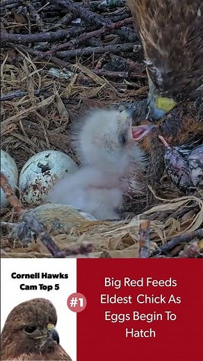 Cornell Hawks Cam Top 5 in 2025: Big Red Feeds Eldest As Eggs Begin To Hatch