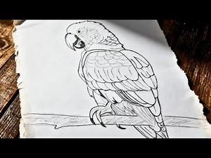 Beautiful Parrot Drawing | Parrot Pencil Drawing Step by Step for Beginners