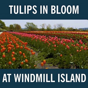 Here's a little taste of spring to remind you of the light at the end of the tunnel that is this never-ending winter: | MLive.com