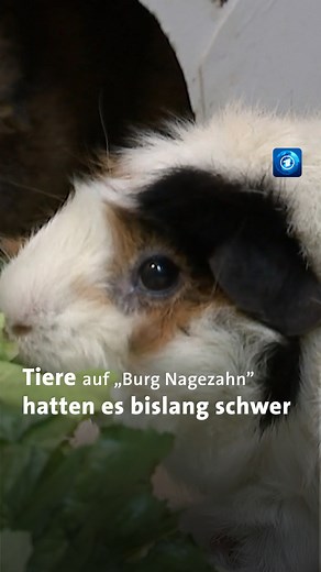 tagesschau on Instagram: "Alle Jahre wieder liegen Tiere als Geschenk unterm Weihnachtsbaum. Aber die Beschenkten wissen oft gar nicht, wie die Tiere artgerecht gehalten werden oder sie stellen plötzlich fest, dass selbst ein kleiner Nager auf Dauer recht kostenintensiv werden kann. Diese Erfahrung haben Rico Gürtler und Natascha Junker gemacht, die einen Lebenshof für Nagetiere betreiben: Die Burg Nagezahn. #tierheime #tierschutz #weihnachtsgeschenk #nachrichten #tagesschau"