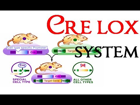 Cre lox recombination system