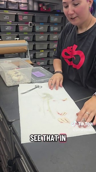 Lavender Clown Ball Python Hatchlings Revealed