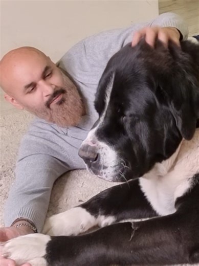 Meet Baghira: The XXL Alabai from Germany