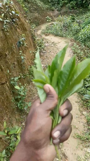 Today is Mars on the forest | Multi media tv