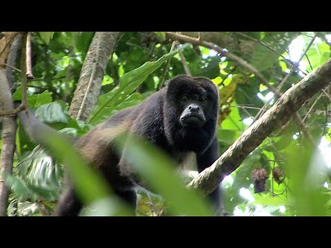 Howlin' Howler Monkeys in Panama!