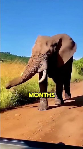 Animals That Explode Like A Bomb After Death #facts #animals #wildlife