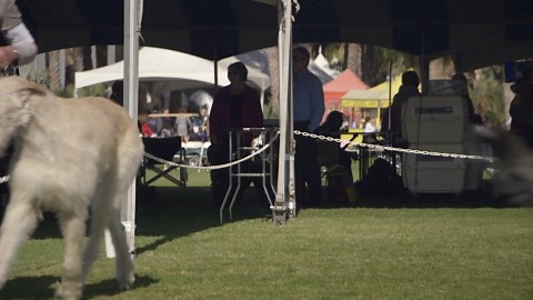 ALL ABOUT IRISH WOLFHOUNDS: THE WORLD'S TALLEST DOG