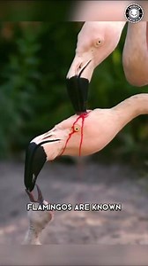 Creature of the day: The Flamingo 🦩 Flamingos or flamingoes are a type of wading bird in the family Phoenicopteridae, which is the only extant family in the order Phoenicopteriformes. There are four flamingo species distributed throughout the Americas, and two species native to Afro-Eurasia. A group of flamingoes is called a "flamboyance". (Wikipedia) 🎥👇🏽 @1minuteanimals IG | Angry Trini