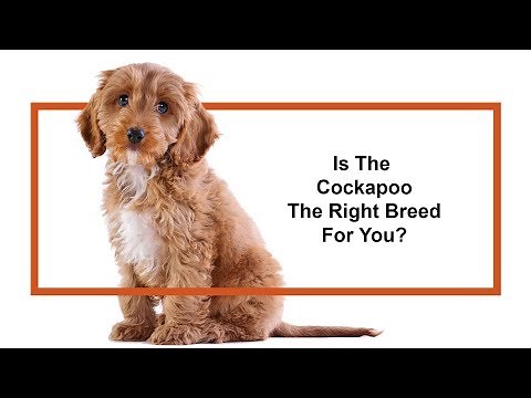 Everything you need to know about Cockapoo puppies! (2019)