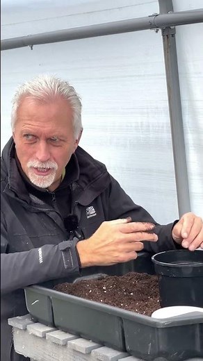 How and When to Sow Ranunculus (Buttercup)