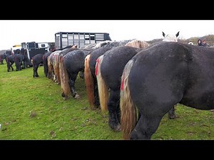 Târg expozițional de cai Săcădat - Bihor 26 Noiembrie 2022 ep.1