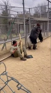 Gorilla Saves Zookeeper From Leopard Attack – Caught on Camera