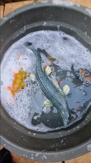 Epic Jurassic World Toy Dinosaur Collection