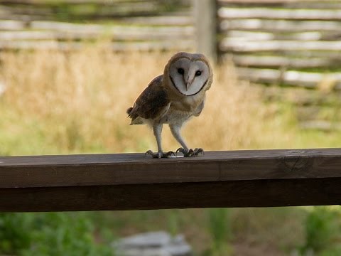Barn Owl screeching