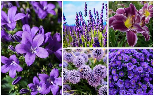 33 Gorgeous Purple Perennials (With Photos) - Garden Lovers Club