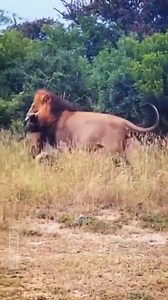 Animal Fight! Male lions prey on wild dogs and other wild dogs want to save their brothers from being killed by male lions. | Exo Wildlife