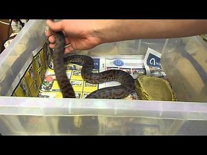 Spotted Python Care Video