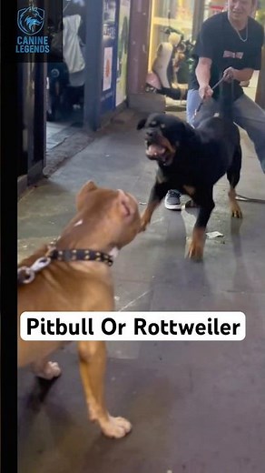 Pitbull vs Rottweiler: Battle of the Beasts