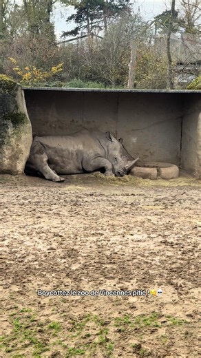 Boycott du Zoo de Vincennes : Pourquoi agir maintenant ?