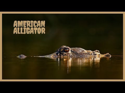 American alligator call - Alligator mississippiensis