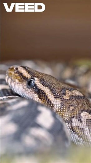 Python vs Boa Key (ANIMAL COMPARISON) #factshorts #animals #documentary