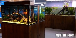 15K views · 122 reactions | Todo lo que buscas para tu acuario de agua dulce lo puedes encontrar en My Fish Room , con las mejores marcas y los mejores precios. Importaciones mensuales de peces, plantas e invertebrados de reconocidos criaderos y viveros Europeos . Conócenos en www.myfishroom.com o nuestra tienda física en Málaga capital. #tiendadeacuariofilia #acuarios #bettas #aquascaping #gambarios | My Fish Room | Facebook