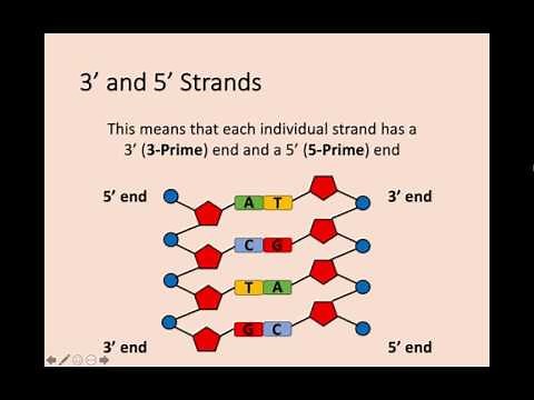 Higher Biology - 1.1 The Structure of DNA