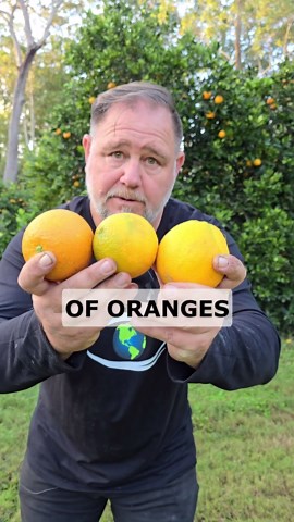 Why You Need These THREE Orange Trees?