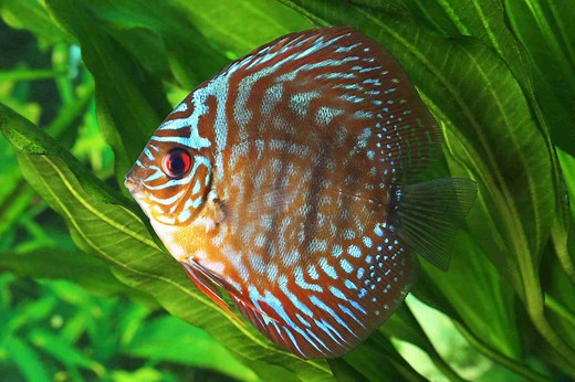 Carnivorous Freshwater Aquarium Fish - Common Species & Diet