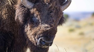 Blood Memory | The American Buffalo