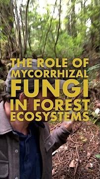 The Role of Mycorrhizal Fungi in Forest Ecosystems