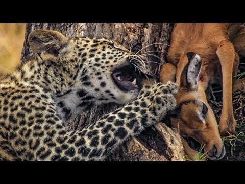 Baby Leopard Plays with His Food | BBC Earth