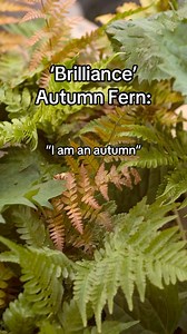 1.3K views · 12 reactions | Ferns 欄 Fall Gardens Earning its common...