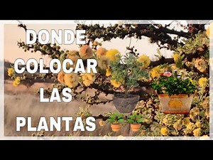 #04 CURSO DE JARDINERIA PARA PRINCIPIANTES 💐🌺🪴😍!! ( Donde colocar tus Plantas )