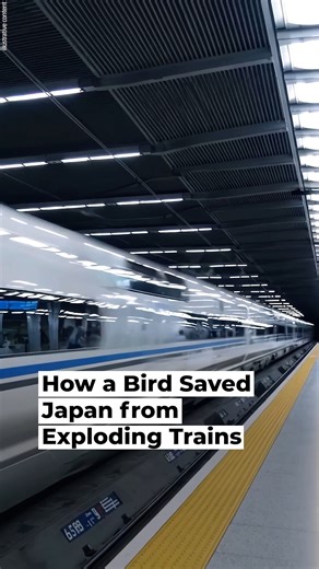 How a Bird Saved Japan from Exploding Trains | Sunday Roast