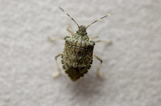 Stink bugs: The good, the bad, and how to get rid of them