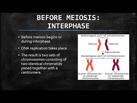 LIFE SCIENCES: MEIOSIS PART 1 GRADE 12
