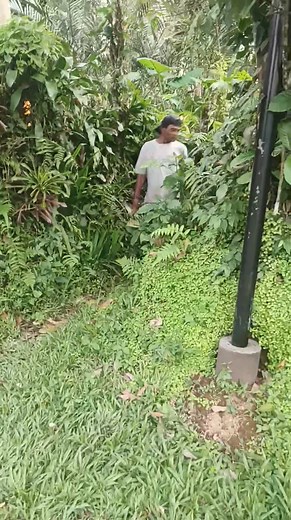 21K views · 104 reactions | PEMBURU SAPI KURBAN SUCI Bagian 5 | Ida Wayan Gangga | Facebook