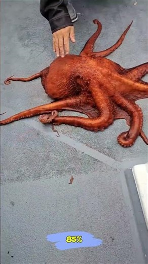 The Octopus Escape Artist: Nine Brains, No Bones, Total Mastery