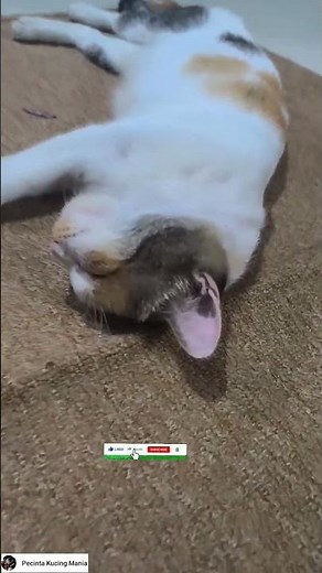 Ling-ling is sleeping on the carpet🤗#viralvideo #shorts #viral #video #shortvideo #funny #cat