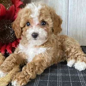 Cavapoo Rescues For Adoption | Our Fit Pets